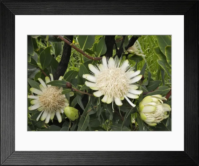 Framed Print : Protea Village around the town of Kibisch Ethiopia Framed Print : Protea Village around the town of Kibisch Ethiopia