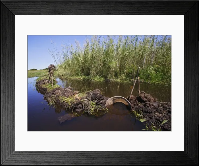Framed Print : Fishing in Bangweuleu Marsh - traps to catch fish. Zambia Framed Print : Fishing in Bangweuleu Marsh - traps to catch fish. Zambia