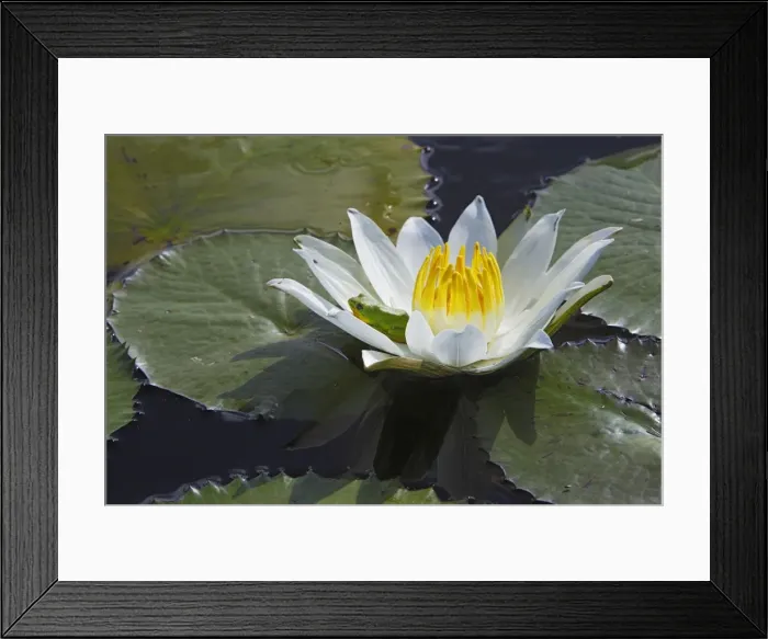 Framed Print : Waterlily - with frog resting in flower. Bangweuleu Marsh - Zambia