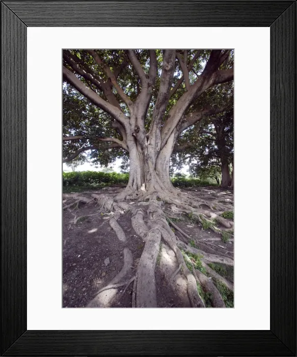 Framed Print : Fig Tree Awassa Ethiopia fam: Moraceae Framed Print : Fig Tree Awassa Ethiopia fam: Moraceae