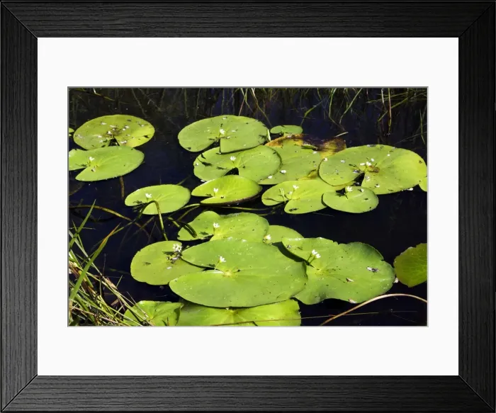 Framed Print : Water gentian / water snowflake. Bangweuleu Marsh - Zambia Framed Print : Water gentian / water snowflake. Bangweuleu Marsh - Zambia