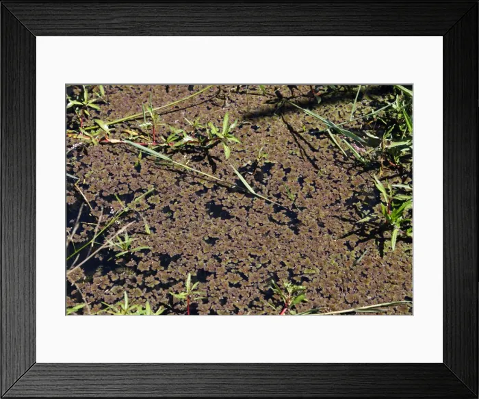Framed Print : Water Fern. Bangweuleu Marsh - Zambia Framed Print : Water Fern. Bangweuleu Marsh - Zambia