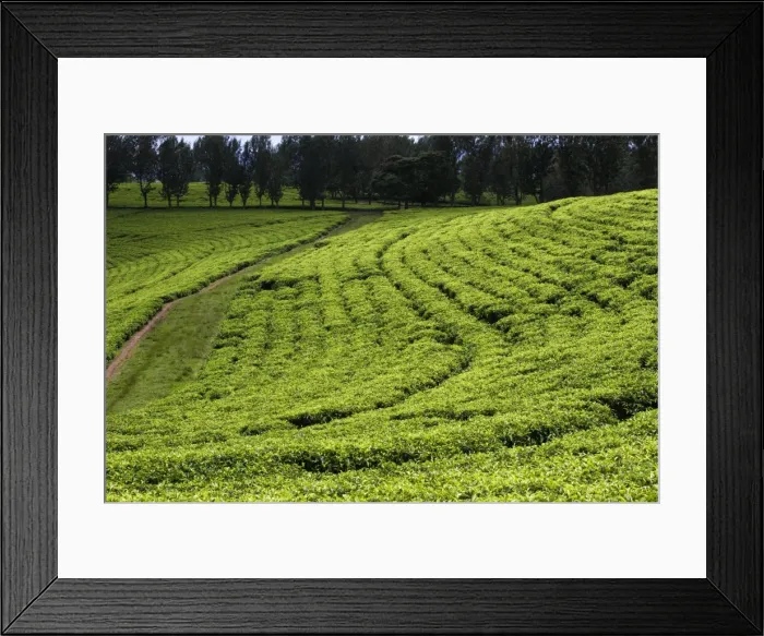 Framed Print : Ethiopia - plantation. Landscapes in the south of Awassa Ethiopia Framed Print : Ethiopia - plantation. Landscapes in the south of Awassa Ethiopia