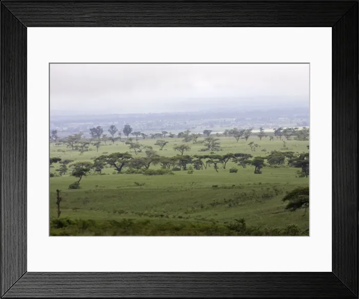 Framed Print : Ethiopia - Acacias and Savane trees in the region of Yabelo. Southern Ethiopia Framed Print : Ethiopia - Acacias and Savane trees in the region of Yabelo. Southern Ethiopia