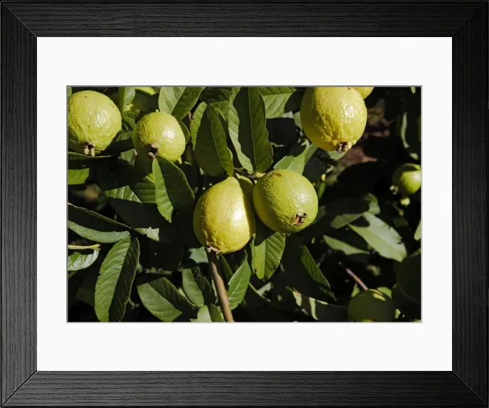 Framed Print : Guava - fruit. Lusaka - Zambia Framed Print : Guava - fruit. Lusaka - Zambia