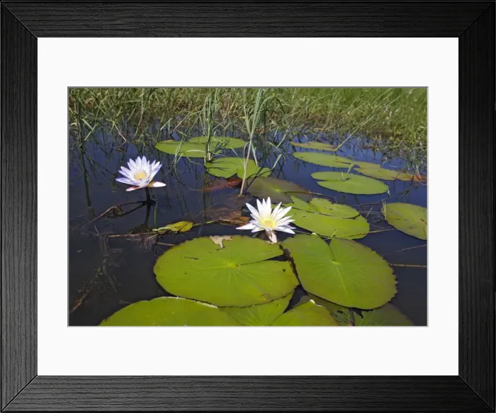 Framed Print : Waterlily. Bangweuleu Marsh - Zambia
