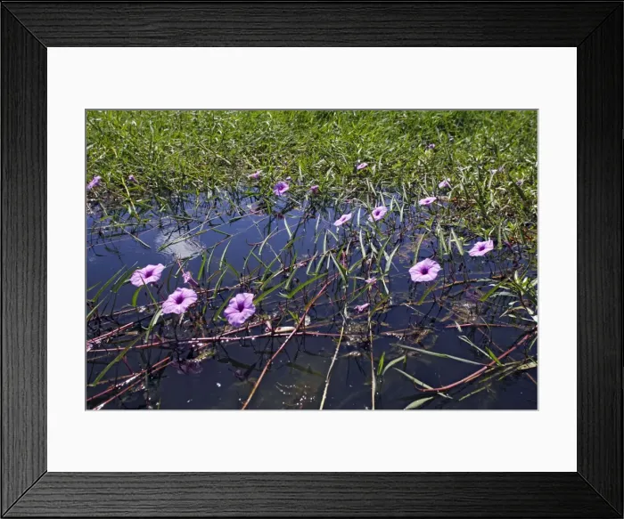 Framed Print : Rock Turbina - Liseron violet. Zambia Framed Print : Rock Turbina - Liseron violet. Zambia