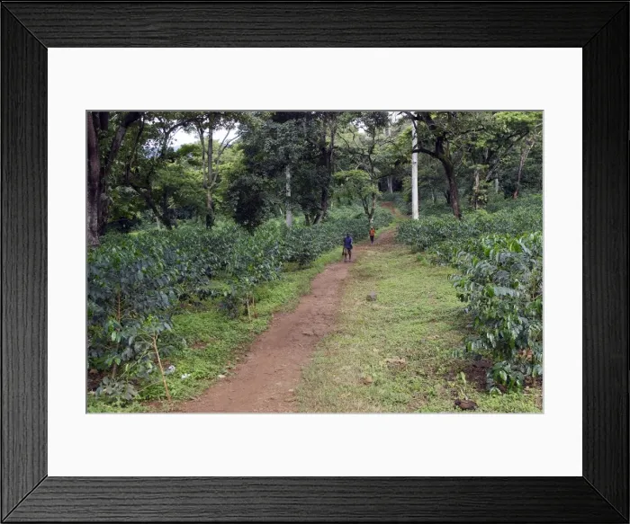 Framed Print : Coffee Plants Awassa Ethiopia Framed Print : Coffee Plants Awassa Ethiopia