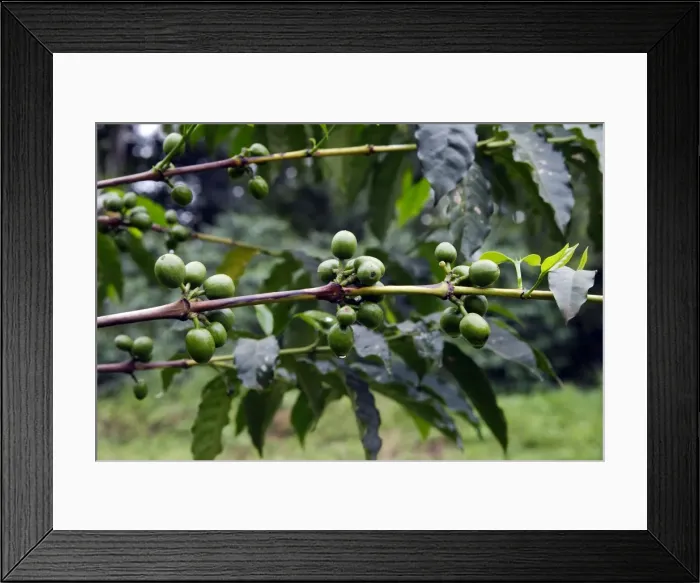 Framed Print : Coffee Plant Awassa Ethiopia
