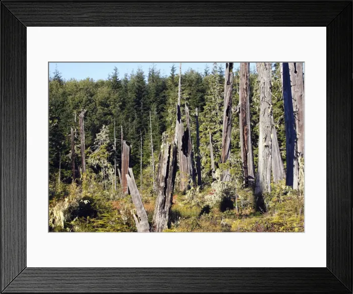 Framed Print : Temperate Rainforest - Lichens on Princess Royal Island. British Columbia. Canada Framed Print : Temperate Rainforest - Lichens on Princess Royal Island. British Columbia. Canada