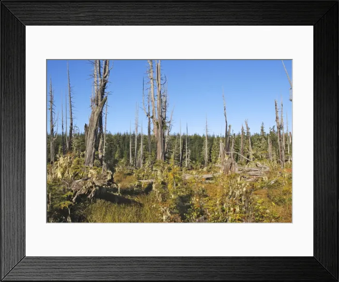 Framed Print : Temperate Rainforest - Lichens on Princess Royal Island. British Columbia. Canada Framed Print : Temperate Rainforest - Lichens on Princess Royal Island. British Columbia. Canada