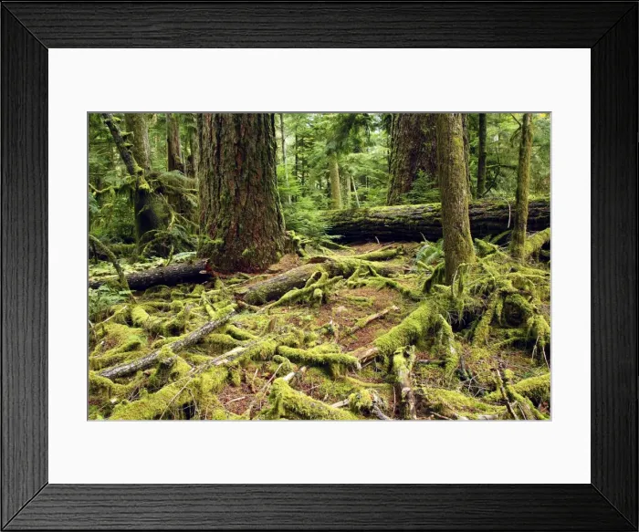 Framed Print : Temperate Rainforest Cathedral Grove on Princess Royal Island. British Columbia. Canada Framed Print : Temperate Rainforest Cathedral Grove on Princess Royal Island. British Columbia. Canada