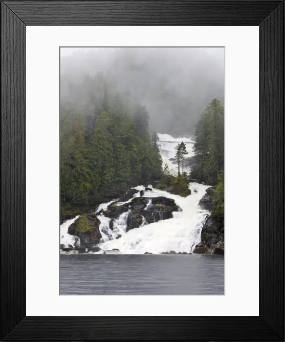 Framed Print : Temperate Rainforest - estuary with salmons running upstream Princess Royal Island. British Columbia. Canada. Butedale Framed Print : Temperate Rainforest - estuary with salmons running upstream Princess Royal Island. British Columbia. Canada. Butedale