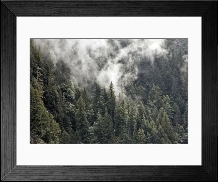 Framed Print : Temperate Rainforest Princess Royal Island British Columbia Canada Framed Print : Temperate Rainforest Princess Royal Island British Columbia Canada