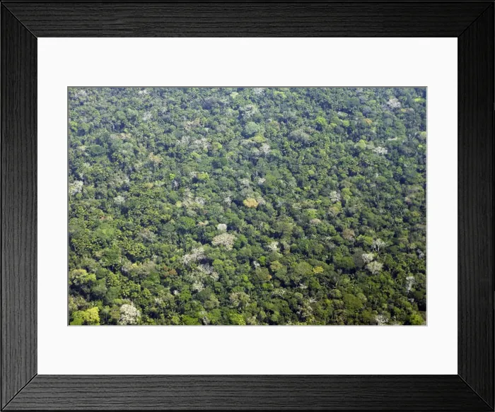 Framed Print : Peru - Amazon Rainforest Manu Wildlife Reserve Framed Print : Peru - Amazon Rainforest Manu Wildlife Reserve