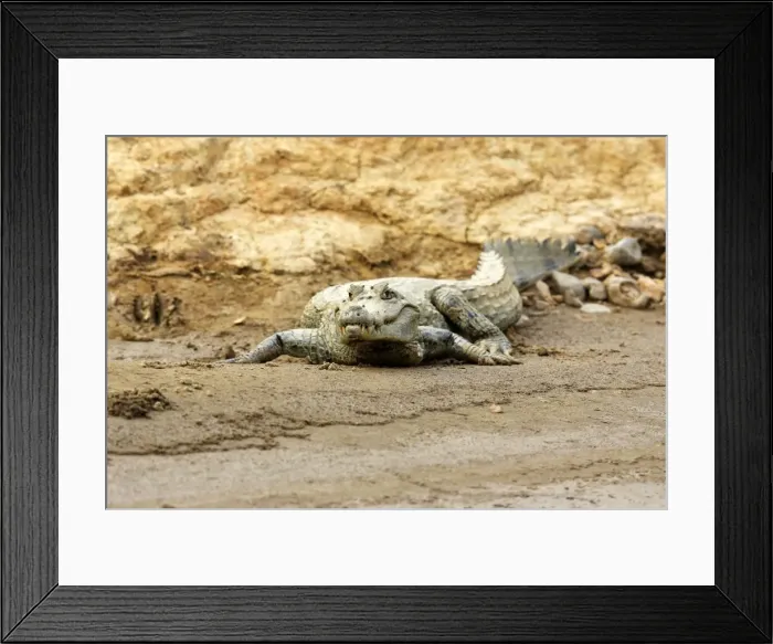 Framed Print : Spectacled caiman Madre de Dios River Peru Framed Print : Spectacled caiman Madre de Dios River Peru