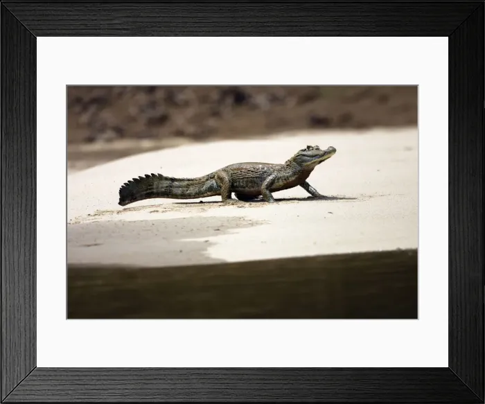 Framed Print : Spectacled Caiman Madre de Dios River Peru Framed Print : Spectacled Caiman Madre de Dios River Peru