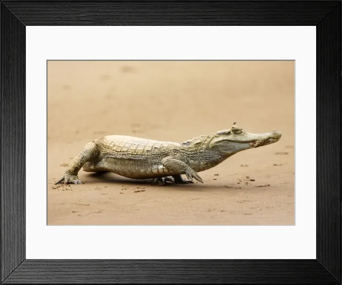 Framed Print : Spectacled Caiman Heath River Peru Framed Print : Spectacled Caiman Heath River Peru