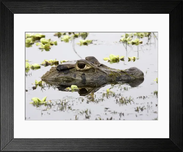 Framed Print : Black Caiman Family: Alligatoridae Sandoval Lake Peru Framed Print : Black Caiman Family: Alligatoridae Sandoval Lake Peru