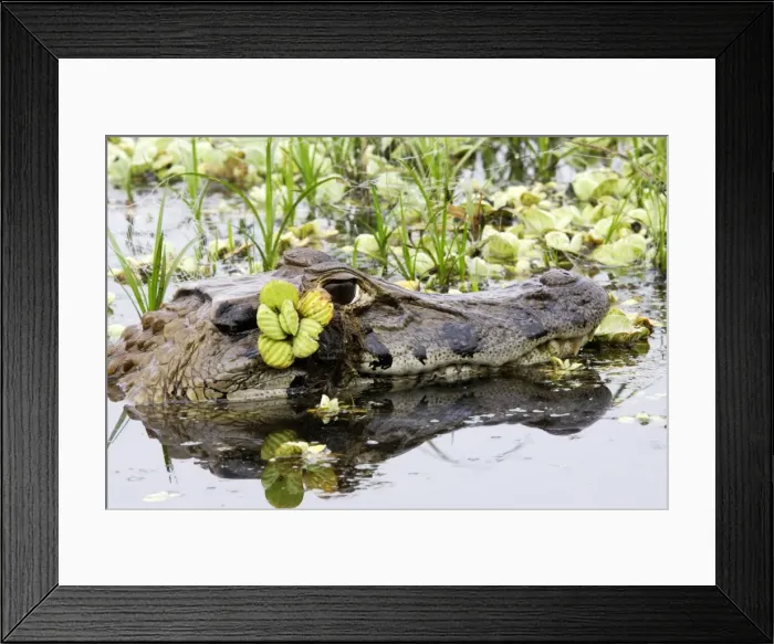 Framed Print : Black Caiman Family: Alligatoridae Sandoval Lake Peru Framed Print : Black Caiman Family: Alligatoridae Sandoval Lake Peru