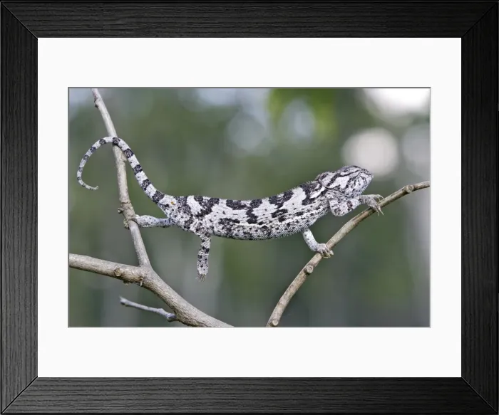 Framed Print : Flap-necked Chameleon Framed Print : Flap-necked Chameleon