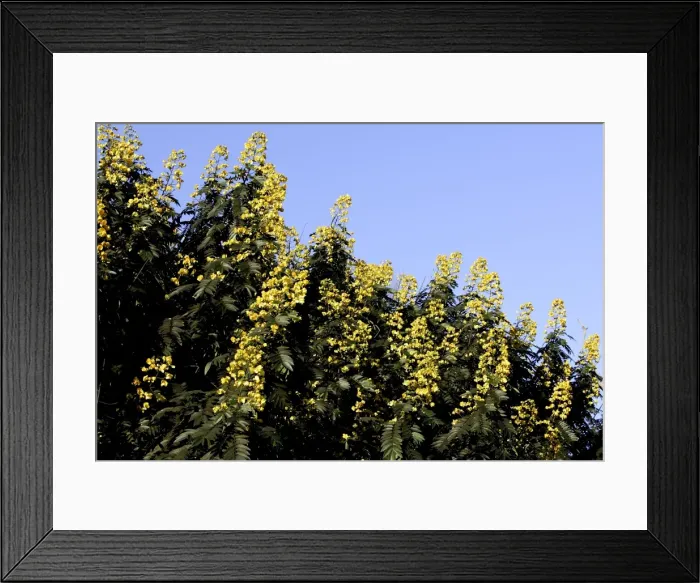 Framed Print : flame tree Zambia Africa family: Fabaceae Framed Print : flame tree Zambia Africa family: Fabaceae