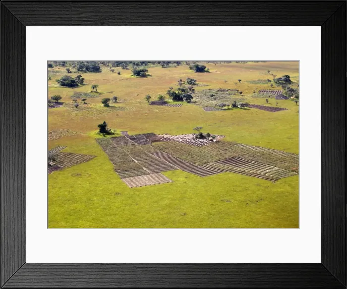 Framed Print : Zambia - Field of Colocasia taro Bangweuleu marshes Zambia Africa Framed Print : Zambia - Field of Colocasia taro Bangweuleu marshes Zambia Africa
