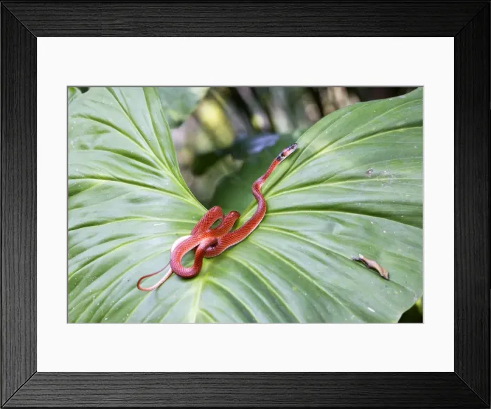 Framed Print : Drepanoides anomalus - on heliconia sp. Manu Wildlife Centre Peru Framed Print : Drepanoides anomalus - on heliconia sp. Manu Wildlife Centre Peru