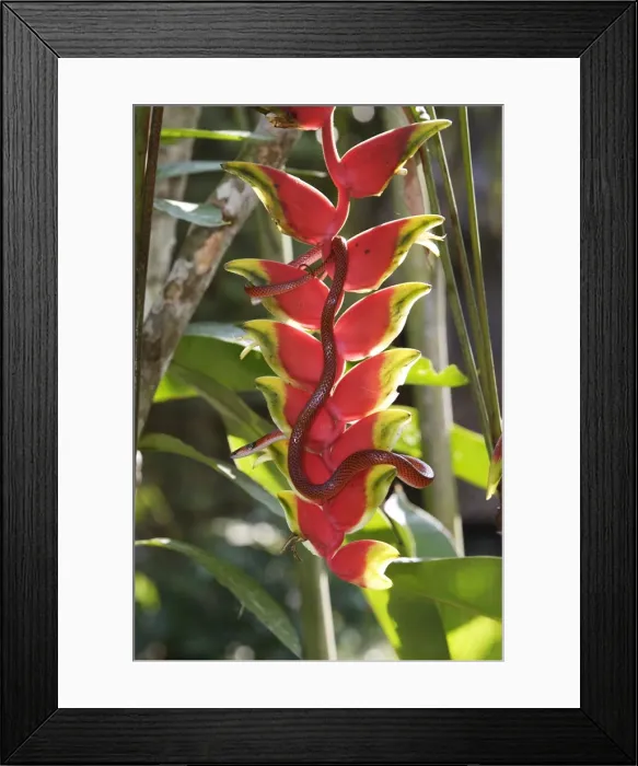 Framed Print : Drepanoides anomalus - on heliconia sp. Manu Wildlife Centre Peru Framed Print : Drepanoides anomalus - on heliconia sp. Manu Wildlife Centre Peru