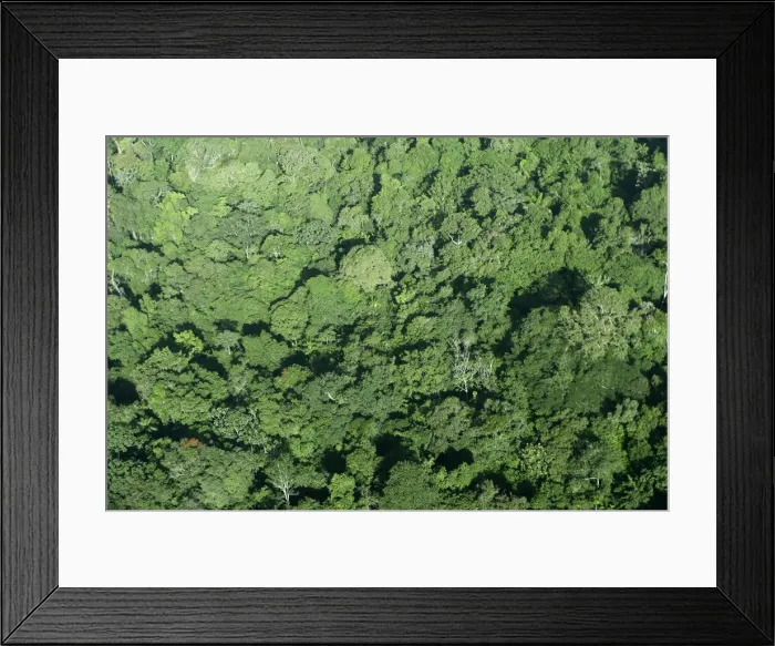 Framed Print : Tropical Rainforest Central Suriname Nature Reserve South America Framed Print : Tropical Rainforest Central Suriname Nature Reserve South America