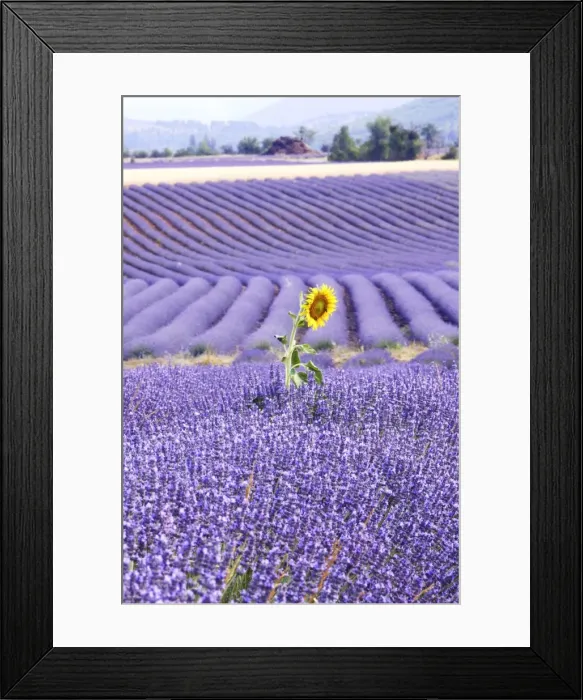 Framed Print : Lavandin - Lavender - with Sunflower Major properties: anti-infective, spasmolytic, analgesic, local anesthetic, diuretics, worming, calming, anti-depressive, healing Framed Print : Lavandin - Lavender - with Sunflower Major properties: anti-infective, spasmolytic, analgesic, local anesthetic, diuretics, worming, calming, anti-depressive, healing