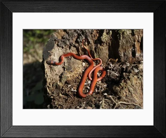 Framed Print : Snake - Drepanoides anomalus Manu Wildlife Centre Amazon Peru Framed Print : Snake - Drepanoides anomalus Manu Wildlife Centre Amazon Peru