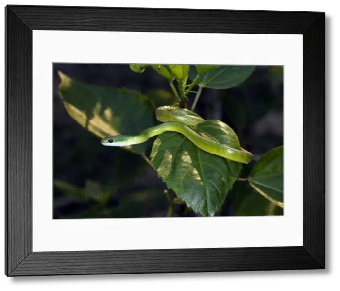 Framed Print : Emerald Palmsnake Lake Sandoval Amazon Peru Framed Print : Emerald Palmsnake Lake Sandoval Amazon Peru
