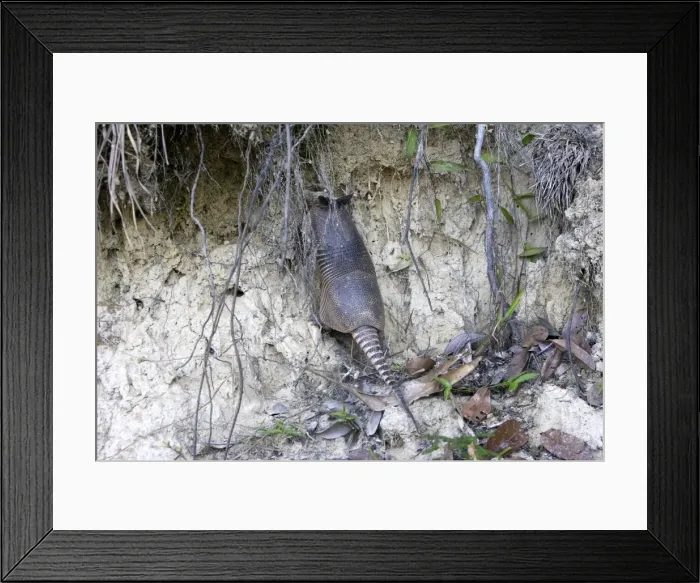 Framed Print : Nine-banded Long-nosed Armadillo Central Suriname Nature Reserve South America Framed Print : Nine-banded Long-nosed Armadillo Central Suriname Nature Reserve South America