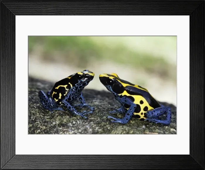 Framed Print : Blue and Yellow Poison Arrow Frog Central Suriname Nature Reserve South America Framed Print : Blue and Yellow Poison Arrow Frog Central Suriname Nature Reserve South America