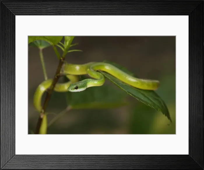 Framed Print : Emerald Palmsnake Lake Sandoval Amazon Peru Framed Print : Emerald Palmsnake Lake Sandoval Amazon Peru