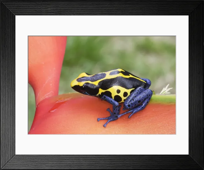 Framed Print : Blue and Yellow Poison Arrow Frog Central Suriname Nature Reserve South America Framed Print : Blue and Yellow Poison Arrow Frog Central Suriname Nature Reserve South America