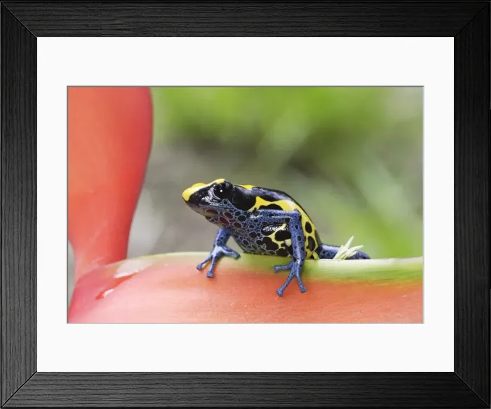 Framed Print : Blue and Yellow Poison Arrow Frog Central Suriname Nature Reserve South America Framed Print : Blue and Yellow Poison Arrow Frog Central Suriname Nature Reserve South America
