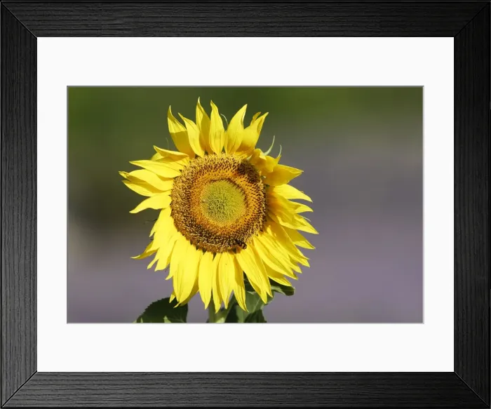 Framed Print : Sunflower Sault, Vaucluse, France Framed Print : Sunflower Sault, Vaucluse, France