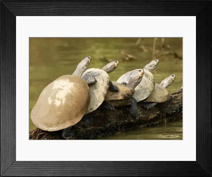Framed Print : Yellow-spotted Amazon River Turtle Lake Sandoval Amazon Peru Framed Print : Yellow-spotted Amazon River Turtle Lake Sandoval Amazon Peru