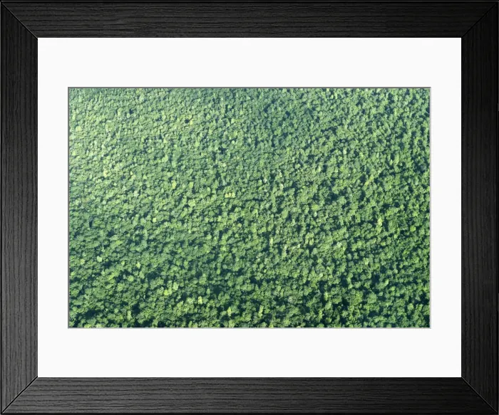 Framed Print : Tropical Rainforest Central Suriname Nature Reserve South America Framed Print : Tropical Rainforest Central Suriname Nature Reserve South America
