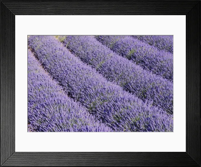 Framed Print : Lavandin - Lavender Lavender properties: anti-infective, spasmolytic, analgesic, local anesthetic, diuretics, worming, calming, anti-depressive, healing. Sault, Vaucluse, France Framed Print : Lavandin - Lavender Lavender properties: anti-infective, spasmolytic, analgesic, local anesthetic, diuretics, worming, calming, anti-depressive, healing. Sault, Vaucluse, France