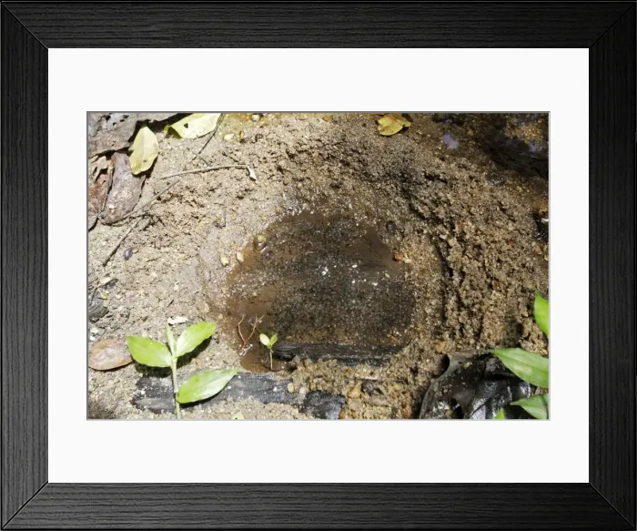 Framed Print : Toad Eggs - in nest hollowed by female next to stream for protection from fish and other aquatic life. Central Suriname Nature Reserve South America Framed Print : Toad Eggs - in nest hollowed by female next to stream for protection from fish and other aquatic life. Central Suriname Nature Reserve South America