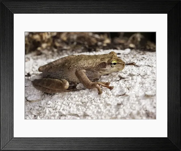 Framed Print : Hypsiboas alboguttata Treefrog Heath River Centre Amazon Peru Framed Print : Hypsiboas alboguttata Treefrog Heath River Centre Amazon Peru