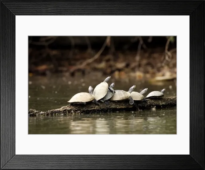 Framed Print : Yellow-spotted Amazon River Turtle Lake Sandoval Amazon Peru