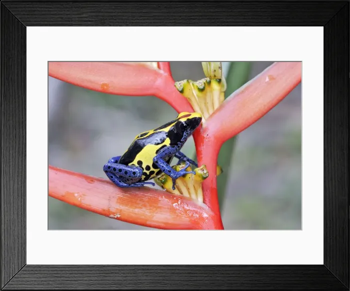 Framed Print : Blue and Yellow Poison Arrow Frog Central Suriname Nature Reserve South America Framed Print : Blue and Yellow Poison Arrow Frog Central Suriname Nature Reserve South America