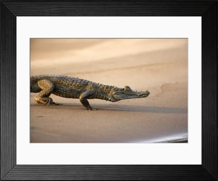 Framed Print : Black Caiman Famille Alligatoridae Tambopata Nature Reserve Peru Framed Print : Black Caiman Famille Alligatoridae Tambopata Nature Reserve Peru