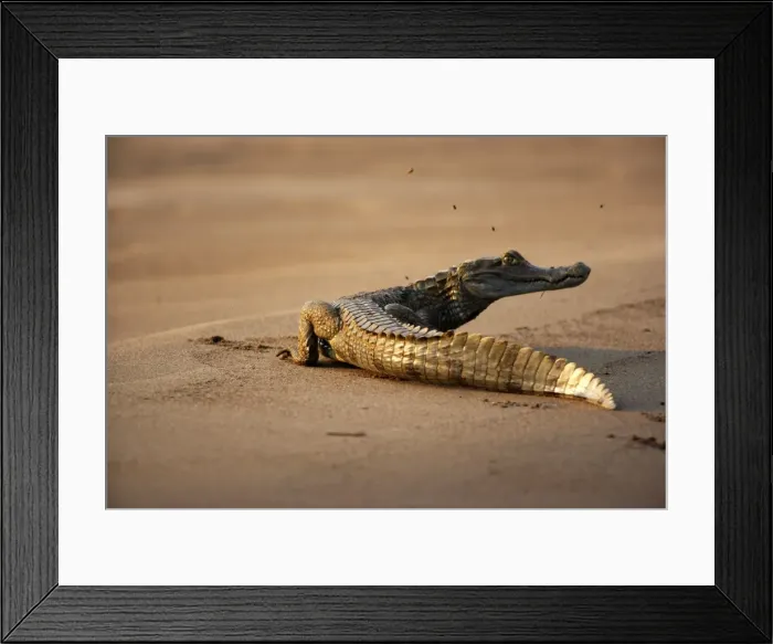 Framed Print : Black caiman Family: Alligatoridae Tambopata Nature Reserve Peru Framed Print : Black caiman Family: Alligatoridae Tambopata Nature Reserve Peru