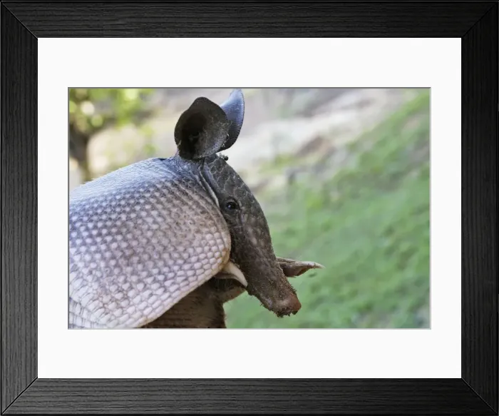 Framed Print : Nine-banded Long-nosed Armadillo Central Suriname Nature Reserve South America Framed Print : Nine-banded Long-nosed Armadillo Central Suriname Nature Reserve South America