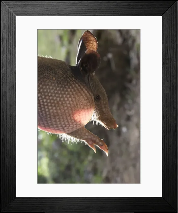 Framed Print : Nine-banded Long-nosed Armadillo Central Suriname Nature Reserve South America Framed Print : Nine-banded Long-nosed Armadillo Central Suriname Nature Reserve South America